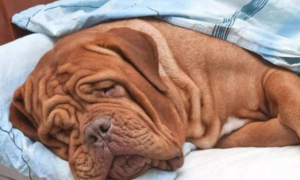 狗狗睡觉急促叹气是为什么呢