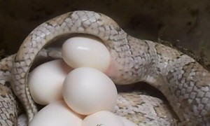 蛇怀孕几个月下蛋