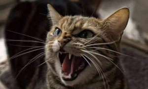 猫半夜尖叫是什么原因