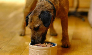 碾碎的狗粮如何喂狗吃呢