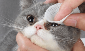 猫咪为什么眼里有泪花的原因