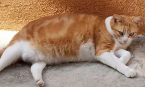 猫咪为什么会长胖呢