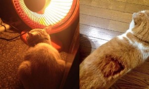 猫咪冬天为什么喜欢烤火呢