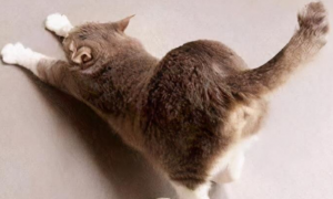 猫咪喜欢拍拍屁股是为什么