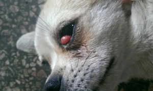 狗眼睛长个红色瘤怎么治疗