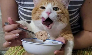 为什么猫咪要人喂饭