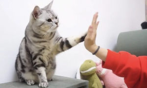 猫咪不会握手怎么办