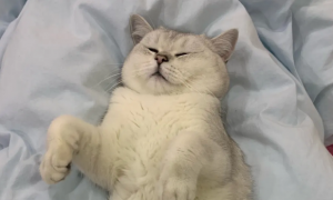 猫为什么喜欢躺着睡觉
