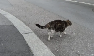 为什么猫咪会过马路