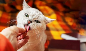 猫咪为什么沉迷吃手指