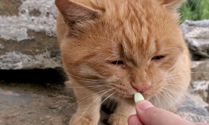 猫咪吃药为什么会哭闹不停