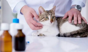 为什么猫咪会得肾炎呢怎么办