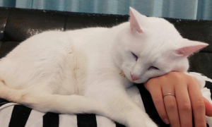 为什么猫咪喜欢睡在肩上