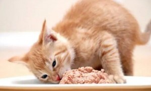 猫咪为什么要喂鸡肉呢