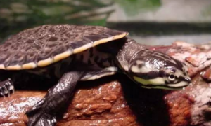 花面蟾头龟用什么环境