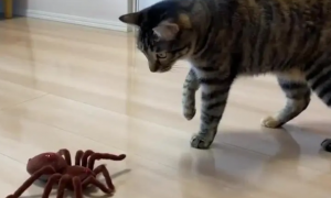 猫咪为什么喜欢吃蜘蛛