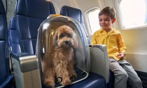 哪个航空公司可以带宠物
