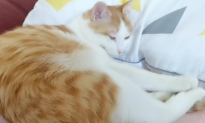 为什么猫咪睡觉肚子一直在动