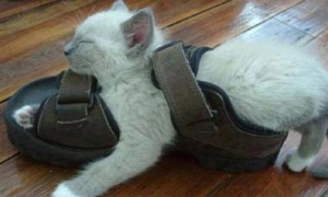 猫咪穿人鞋是什么原因
