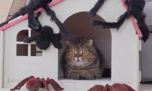 蜘蛛对猫有害吗