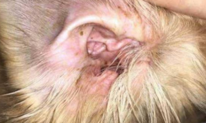 狗耳朵发炎流脓怎么办