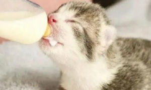 为什么猫咪不爱喝奶水