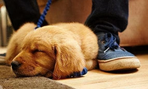 狗狗卧着腿为什么蜷缩着呢