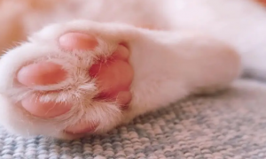 猫咪爪子为什么是粉色