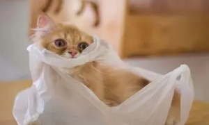 猫咪为什么老是吃袋子呢