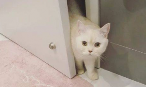 为什么猫咪敲门就叫个不停