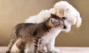 猫咪舔狗狗的毛