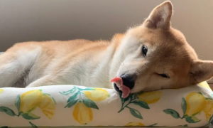 为什么狗狗守着枕头不放