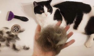 猫咪身上的毛为什么掉了