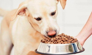 两个月狗狗吃什么狗粮最好呢
