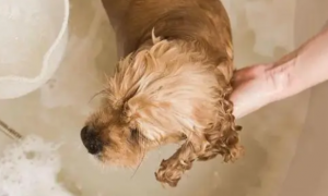 刚出生小狗多少天可以洗澡