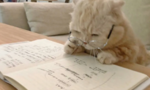 为什么猫咪学习不好