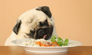 如何从吃狗粮到吃饭菜