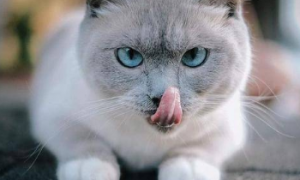 为什么猫咪喜欢舔我鼻子嘴巴