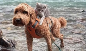 猫和狗游泳哪个厉害