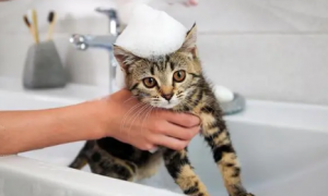 宠物猫不洗澡会怎样