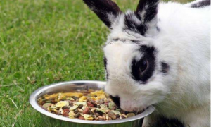 兔子多大可以吃兔粮
