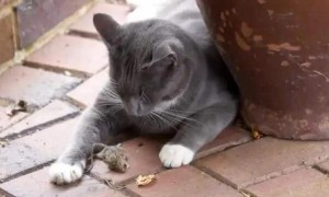 猫咪就不吃老鼠了为什么呢