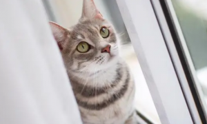 为什么猫咪总喜欢开窗出去