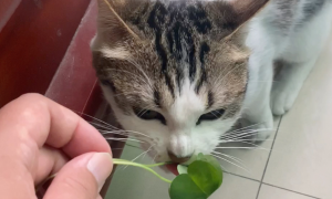 猫吃四叶草有毒吗