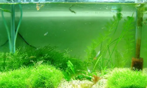 鱼缸水质发绿怎么处理方法