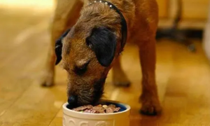 狗粮如何喂食给狗吃呢