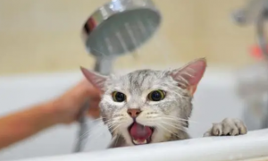 有些猫咪不能洗澡吗为什么呢