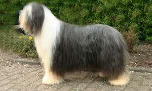 毛很长的狗是什么品种