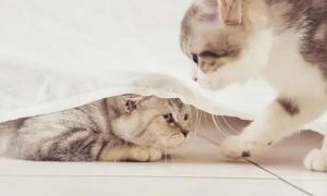 猫咪为什么会互相洗澡呢