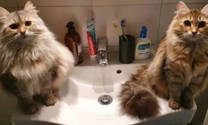 猫咪洗脸为什么不用水洗脸